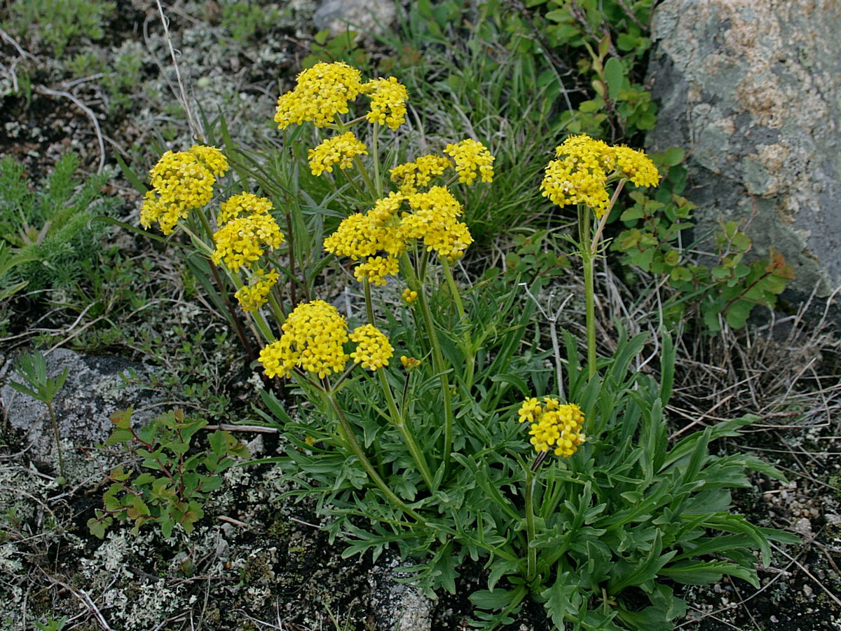 Image of Patrinia intermedia specimen.