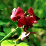 Lathyrus rotundifolius