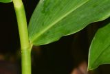 Costus woodsonii. Часть стебля с основанием листа. Таиланд, о-в Пхукет, курорт Ката, территория гостиницы, в культуре. 09.01.2017.