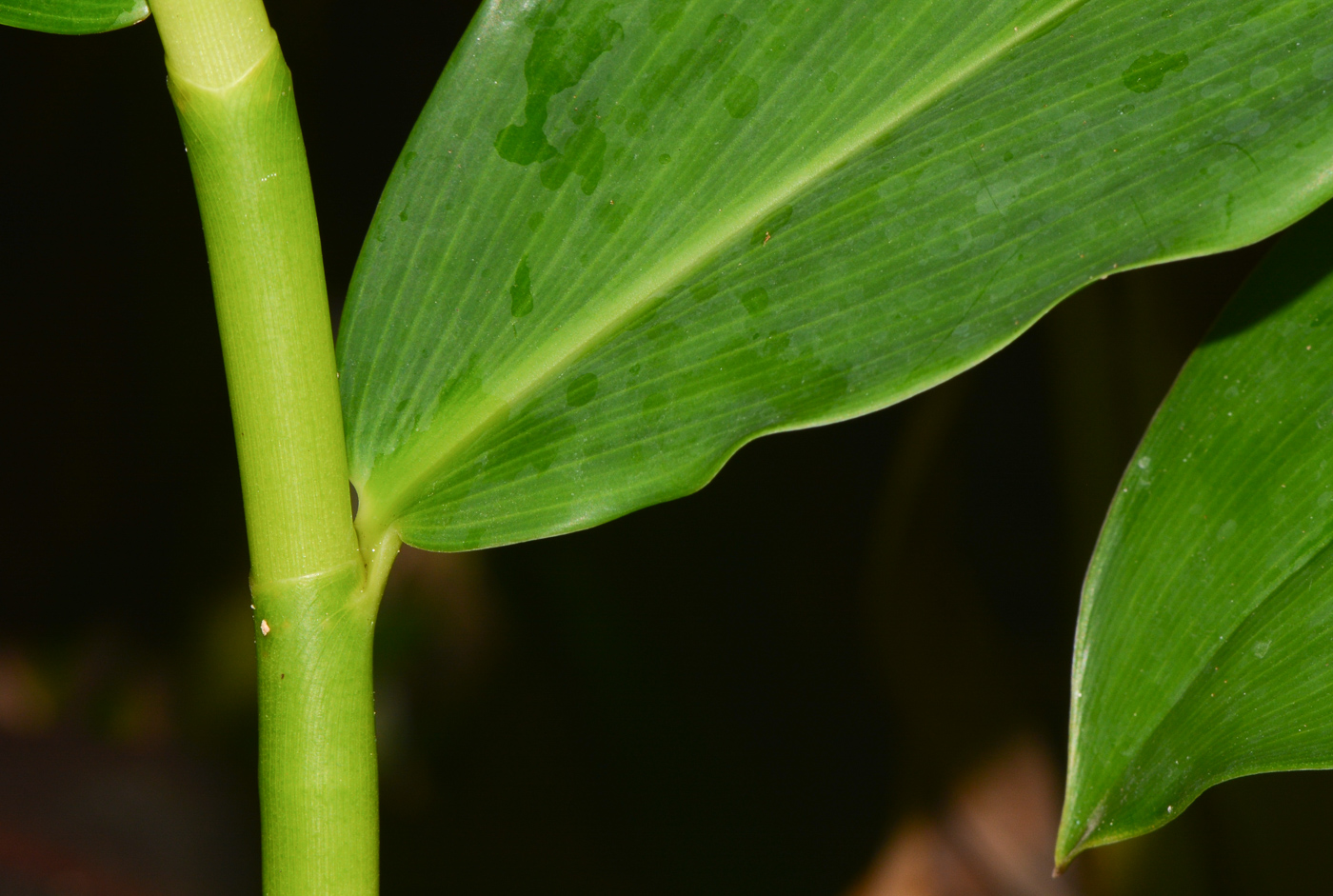 Image of Costus woodsonii specimen.