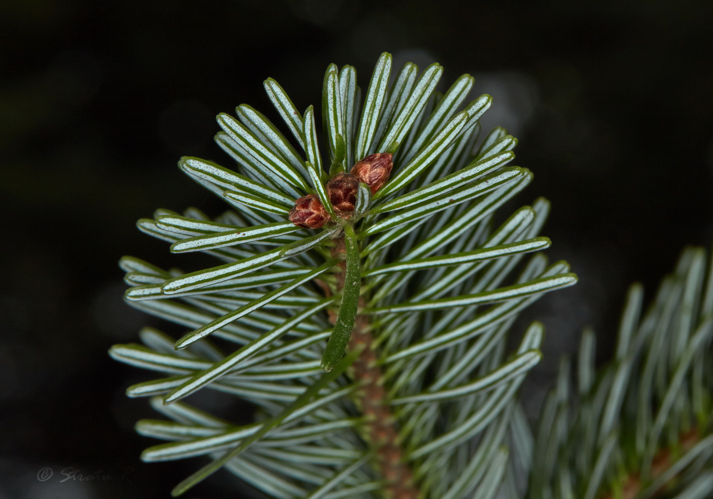 Изображение особи Abies alba.