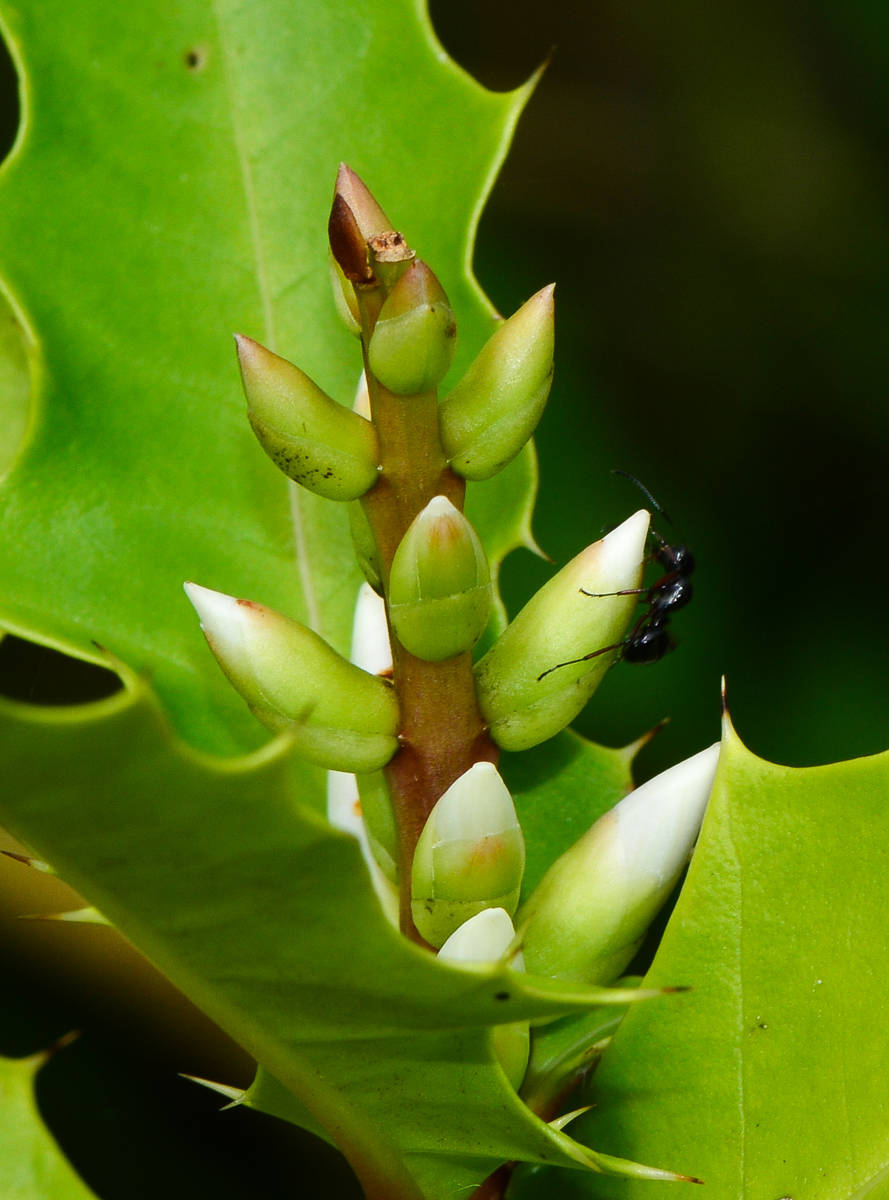 Image of Acanthus ilicifolius specimen.