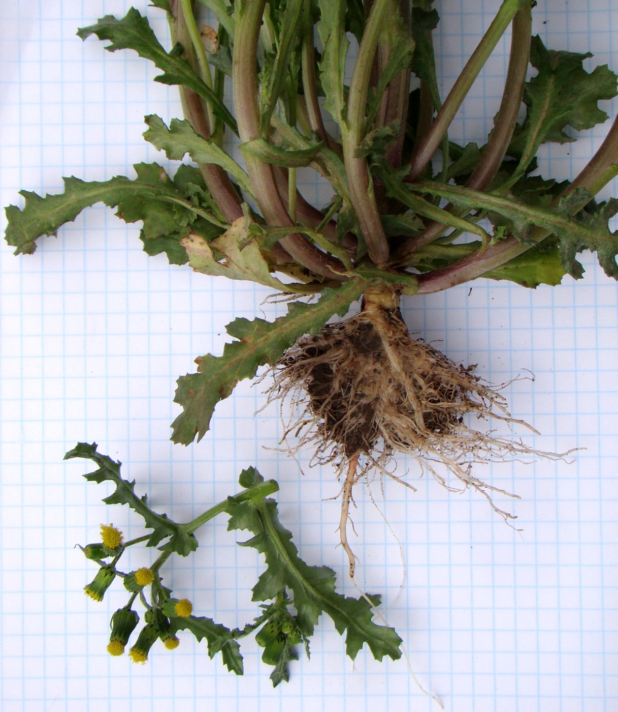 Image of Senecio vulgaris specimen.