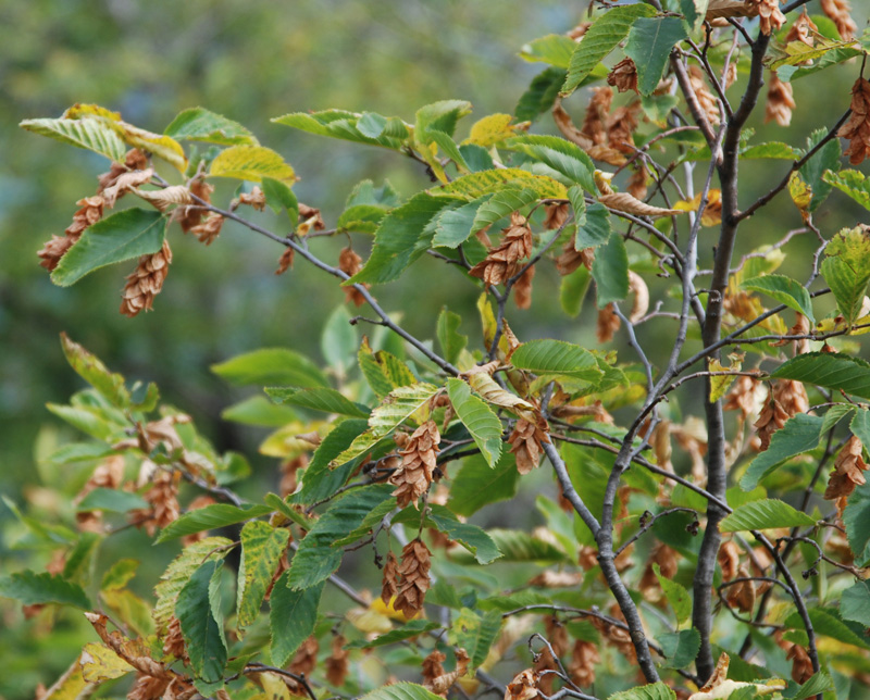 Изображение особи Ostrya carpinifolia.