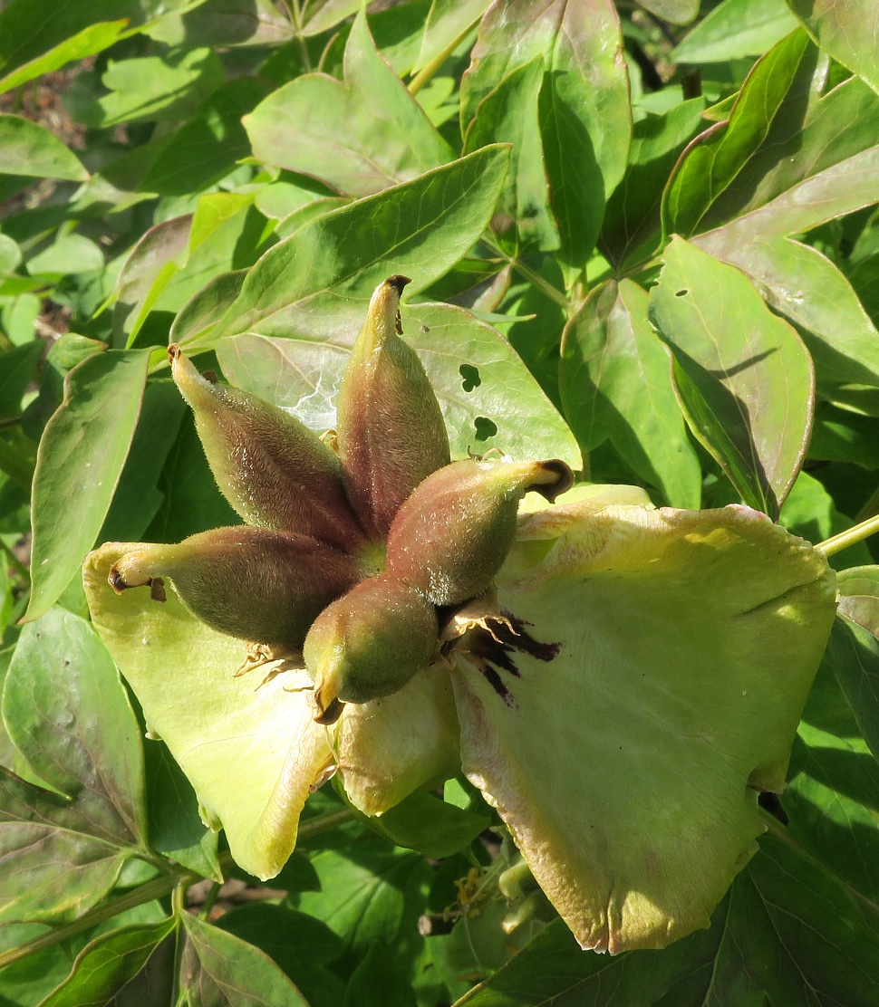 Image of Paeonia suffruticosa specimen.