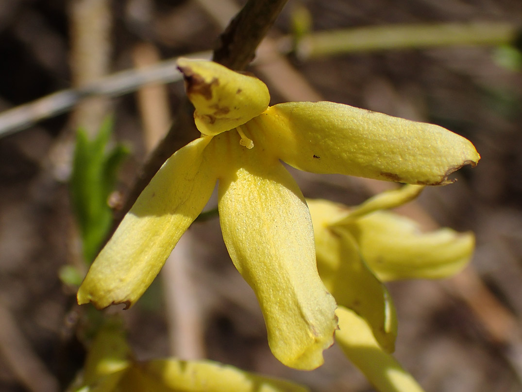 Изображение особи род Forsythia.