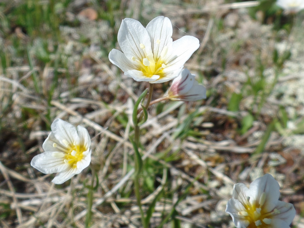 Image of Lloydia serotina specimen.