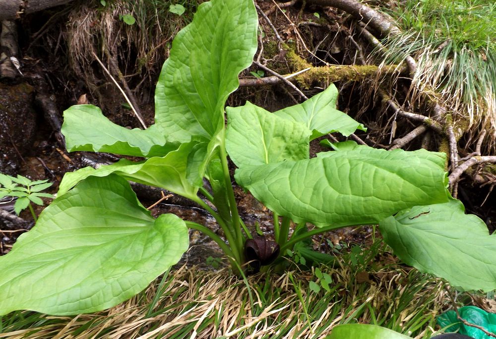 Image of Symplocarpus renifolius specimen.