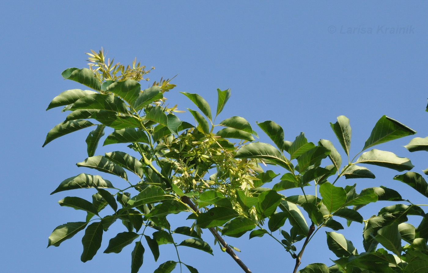 Image of Fraxinus densata specimen.