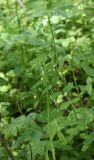 Poa remota
