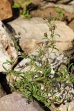 Chaenorhinum minus