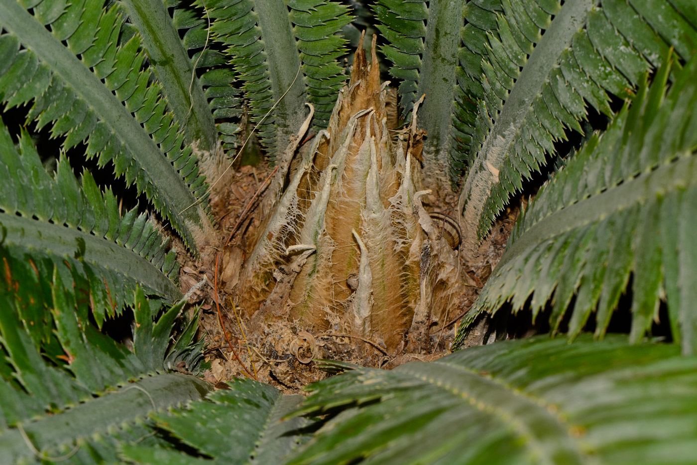 Изображение особи Dioon spinulosum.