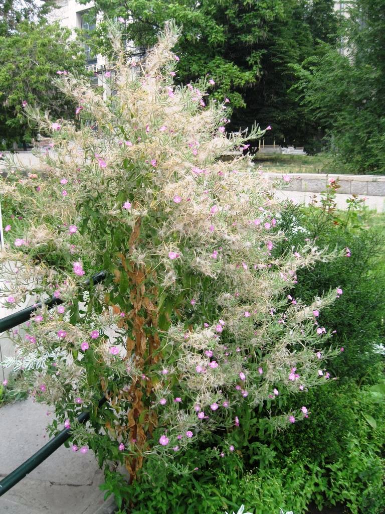 Изображение особи Epilobium hirsutum.