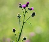 Carduus crispus