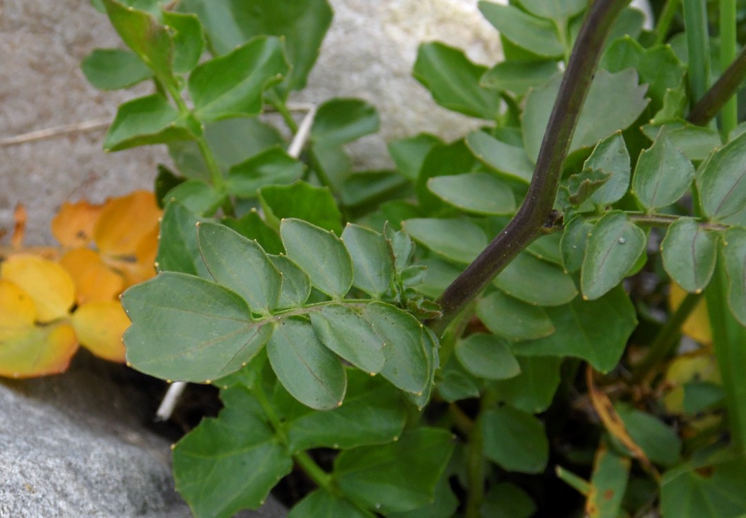 Image of Cardamine uliginosa specimen.