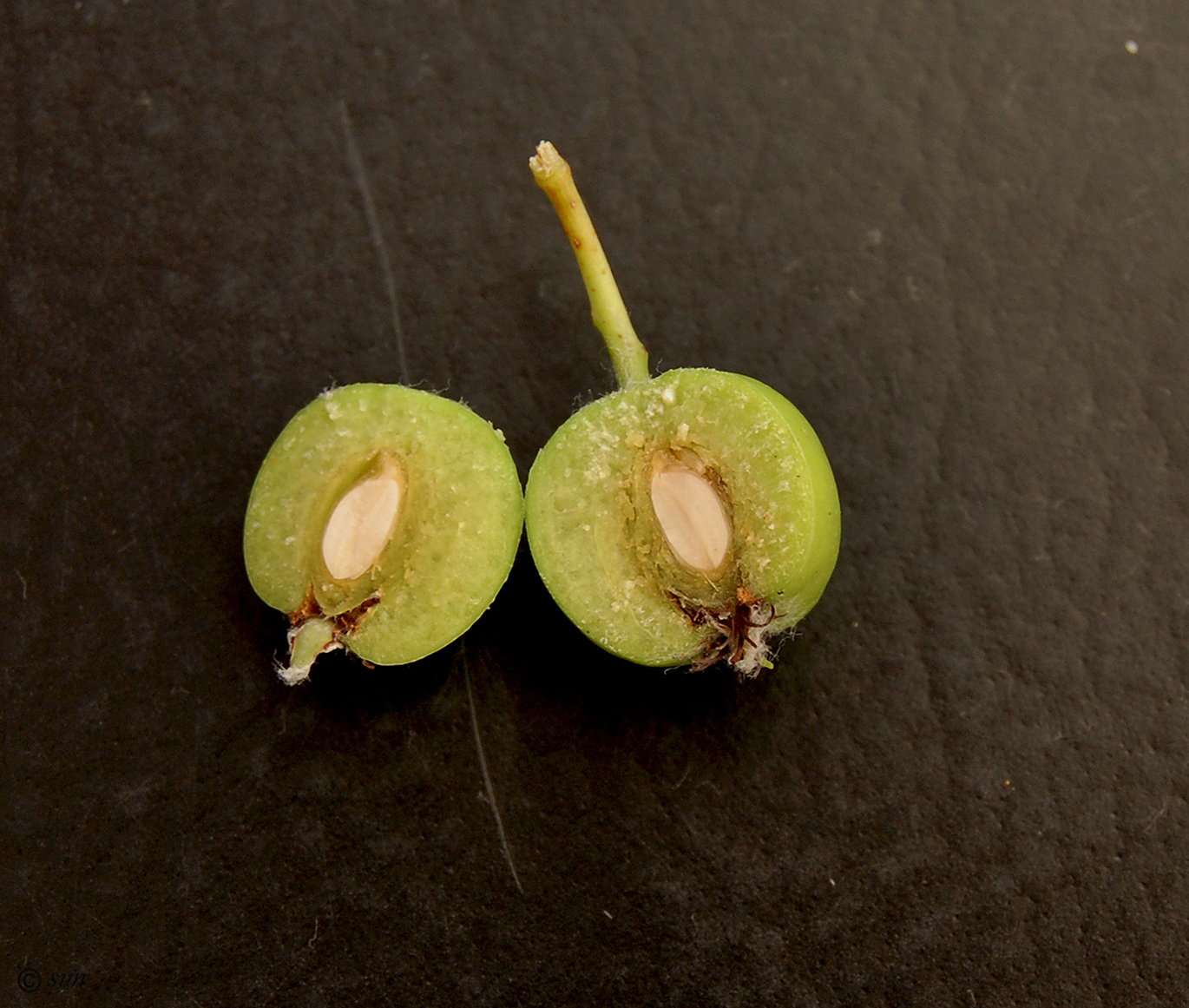 Image of Sorbus intermedia specimen.