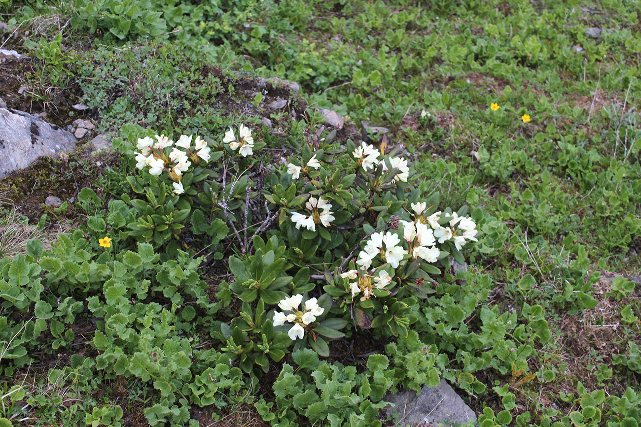 Image of Rhododendron caucasicum specimen.