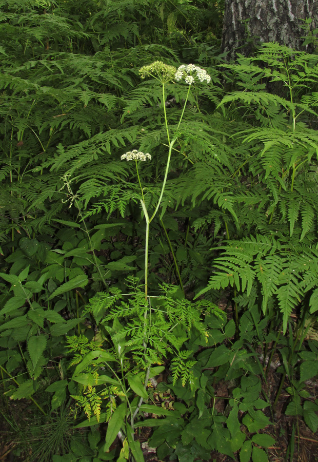 Image of Conioselinum tataricum specimen.