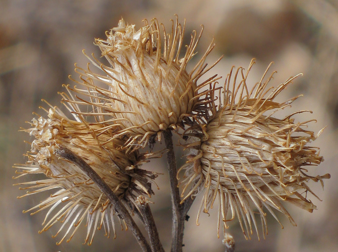 Image of Arctium minus specimen.