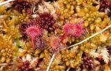 Drosera rotundifolia. Листья среди веточек Sphagnum. Нижегородская обл., Володарский р-н, окр. озера Светлое-3, отдельная карстовая воронка диаметром около 40 м., верховое сосново-пушицево-кустарничково-сфагновое болото. 02.09.2017.