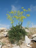 Ferula ovina