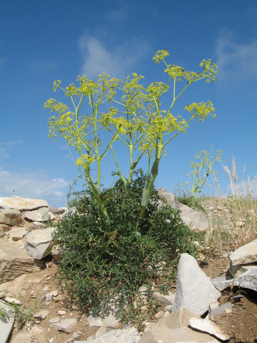 Изображение особи Ferula ovina.