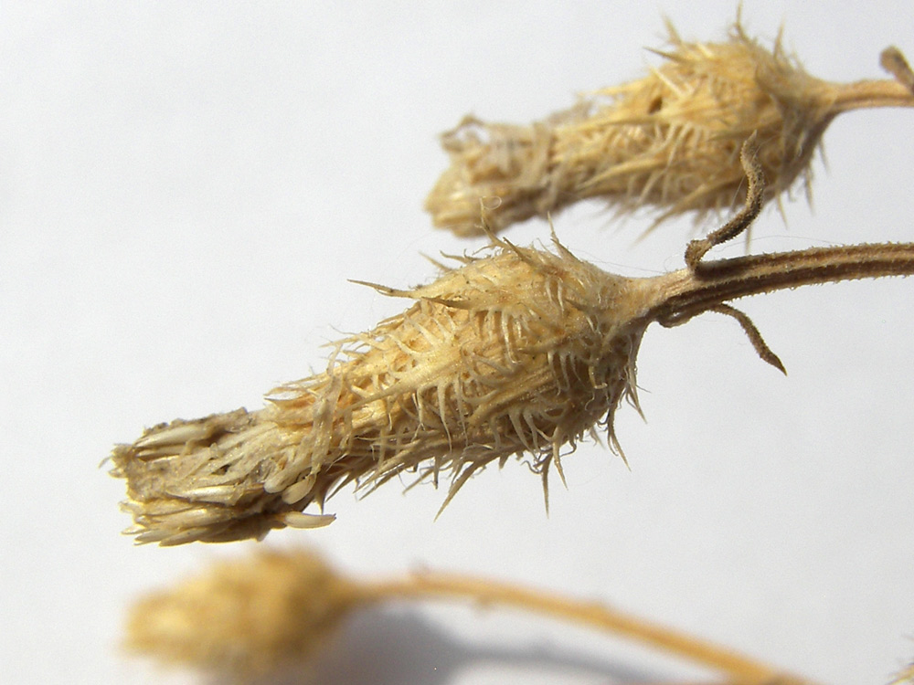 Image of Centaurea pseudosquarrosa specimen.