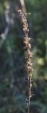 Veronica teucrium