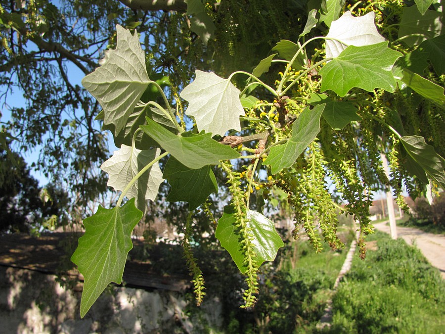 Image of Populus &times; canescens specimen.