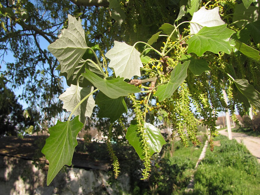 Изображение особи Populus &times; canescens.