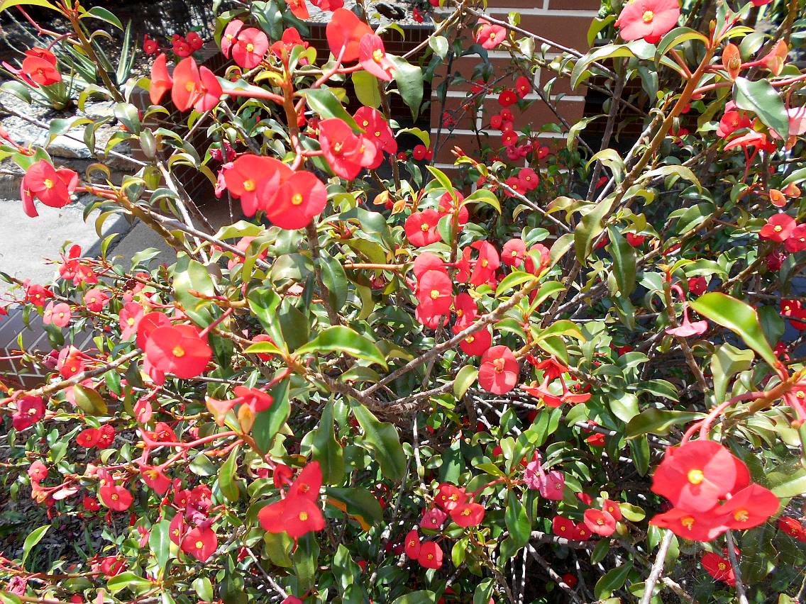 Image of Euphorbia geroldii specimen.