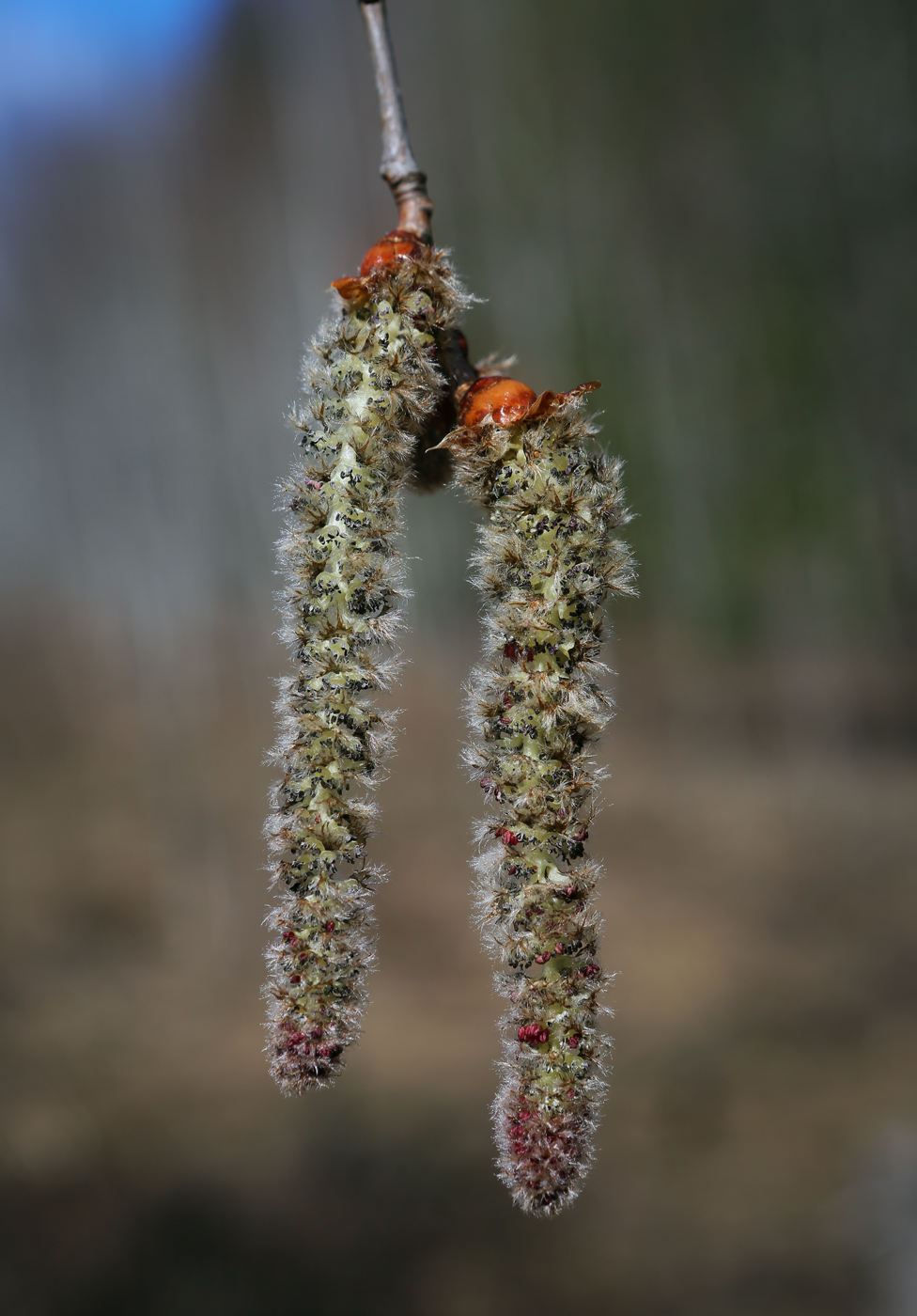 Изображение особи Populus tremula.