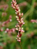 Persicaria minor. Соцветие в каплях росы с притаившейся тлёй. Тверская обл., Кимрский р-н, окр. дер. Ларцево, заросшая лесная тропа на краю вырубки. 18.08.2017.