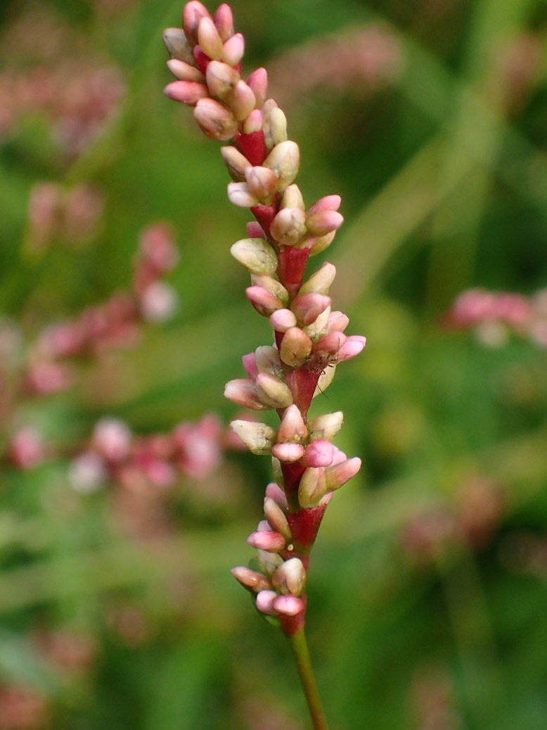 Изображение особи Persicaria minor.