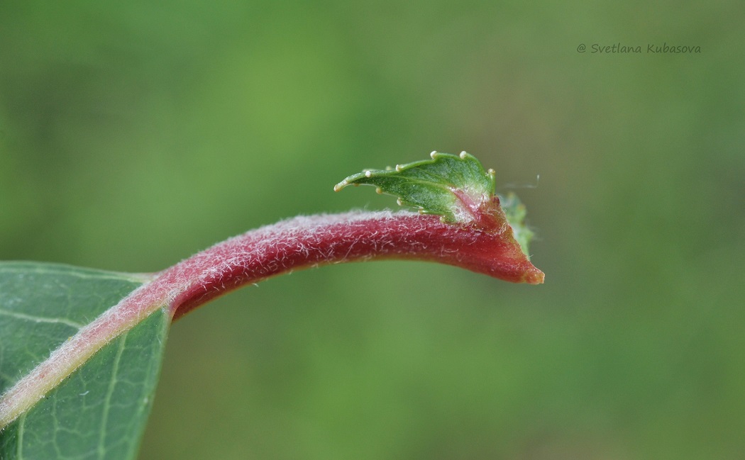 Изображение особи Salix daphnoides.