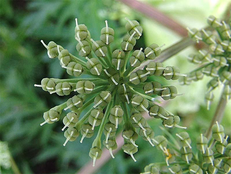 Image of Agasyllis latifolia specimen.