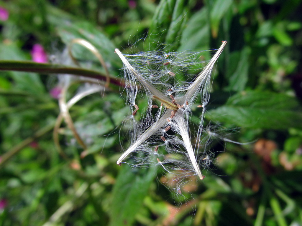 Изображение особи Epilobium hirsutum.