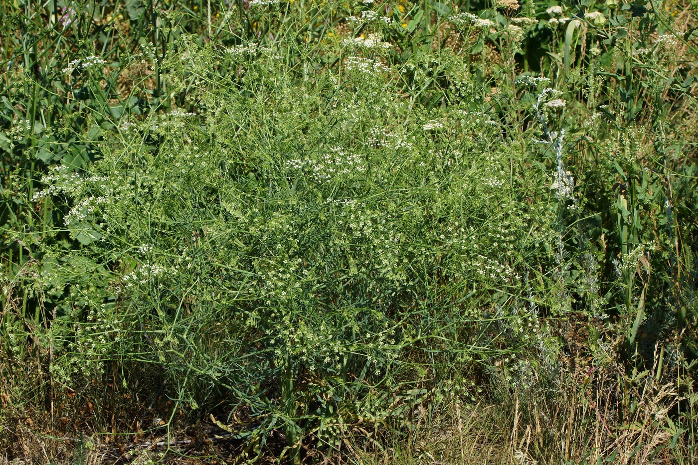 Изображение особи Falcaria vulgaris.