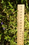 Scutellaria galericulata. Цветущее и плодоносящее растение. Восточный Казахстан, г. Усть-Каменогорск, берег р. Ульба, влажный луг. 28.08.2017.