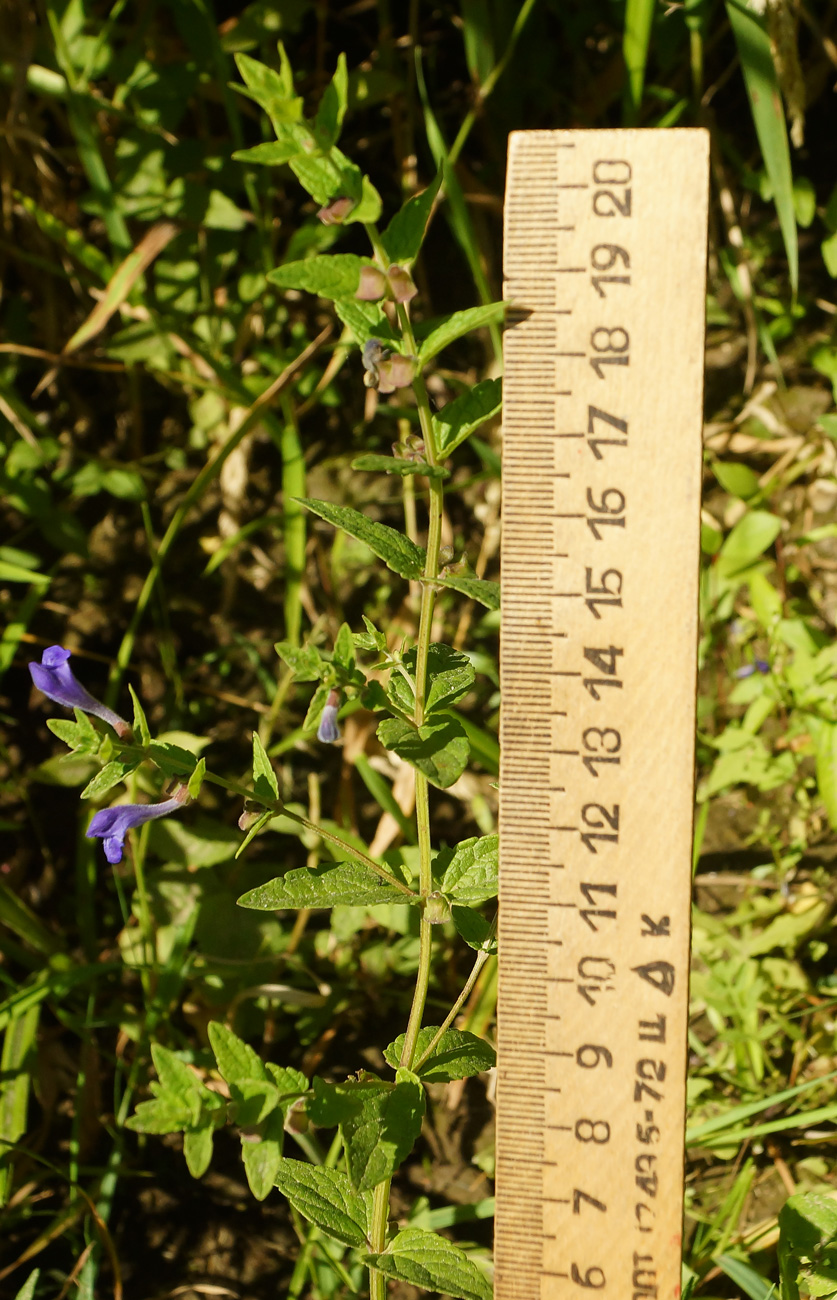 Image of Scutellaria galericulata specimen.