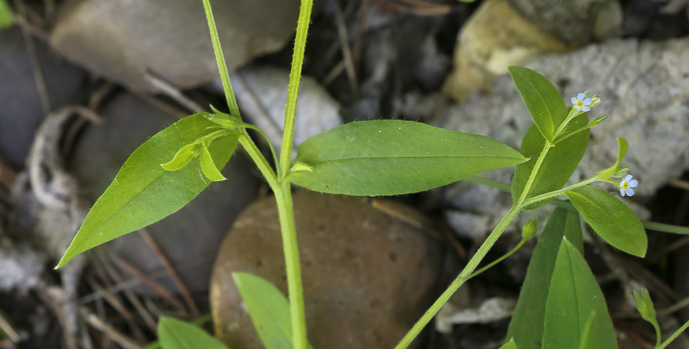 Image of Myosotis sparsiflora specimen.