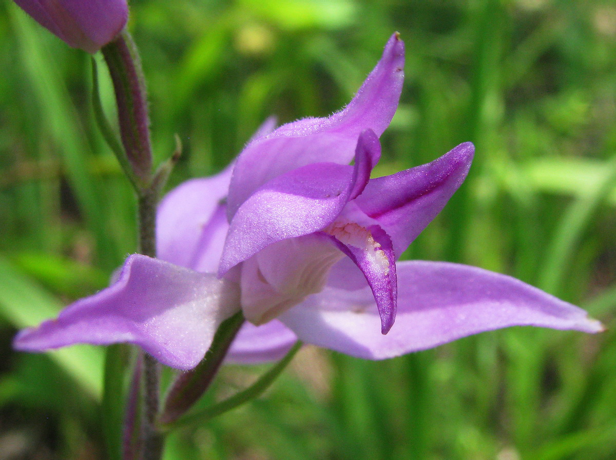 Image of Cephalanthera rubra specimen.