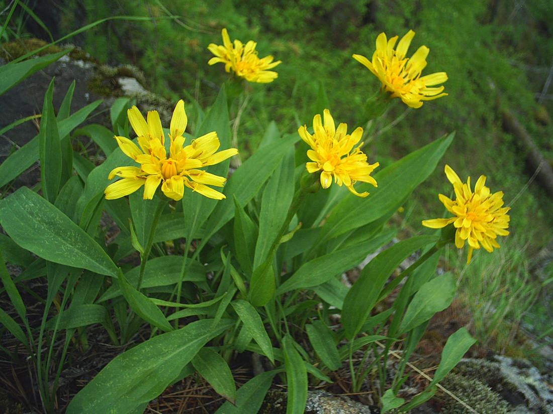 Изображение особи Scorzonera glabra.