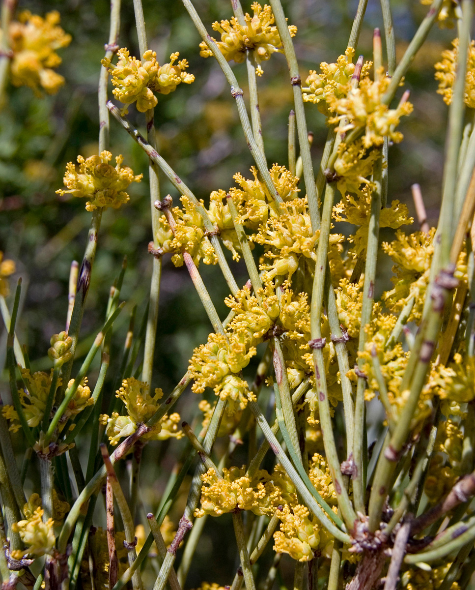 Изображение особи Ephedra intermedia.