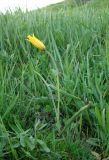 Tulipa scythica