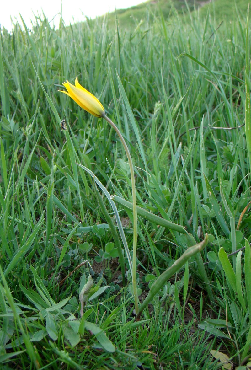 Image of Tulipa scythica specimen.