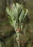 Sorbus aucuparia. Верхушка побега с разворачивающимися листьями. Костромская обл., Костромской р-н, окр. пос. Козловы Горы, сероольшанник вдоль берега р. Волга. 07.05.2017.
