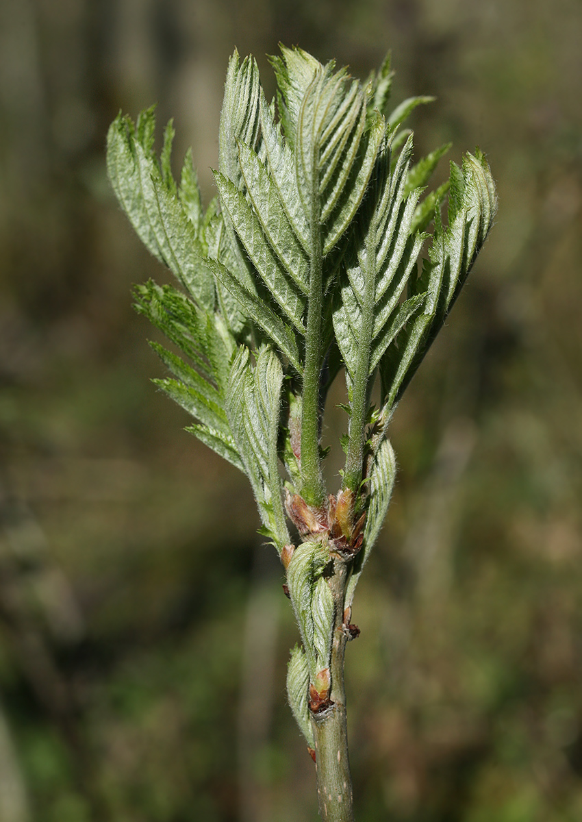 Image of Sorbus aucuparia specimen.