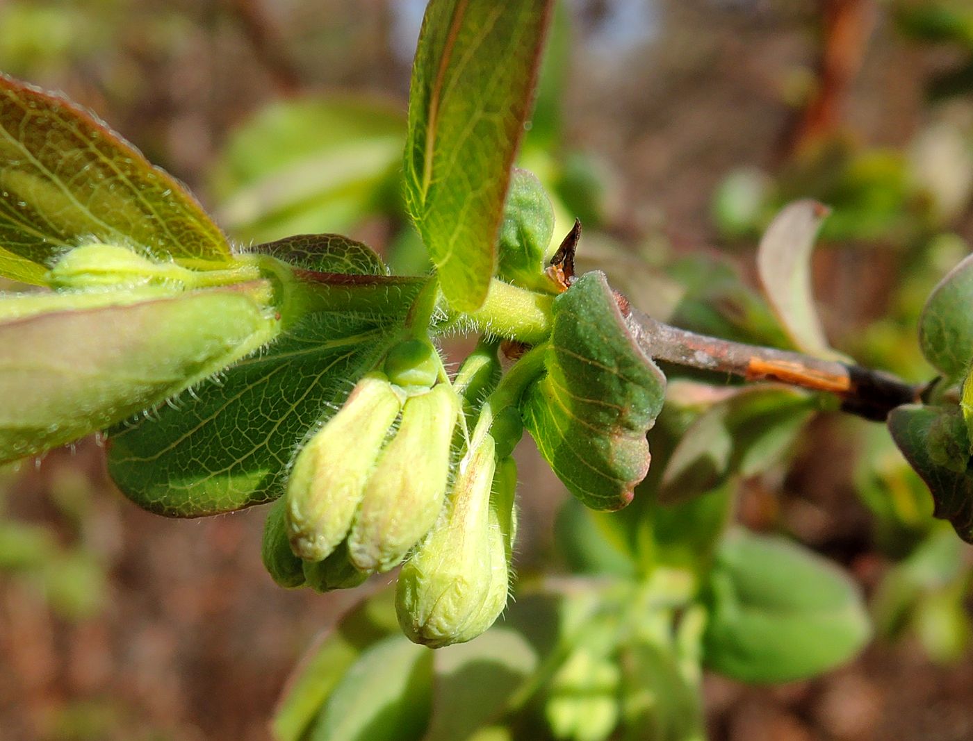 Image of Lonicera altaica specimen.