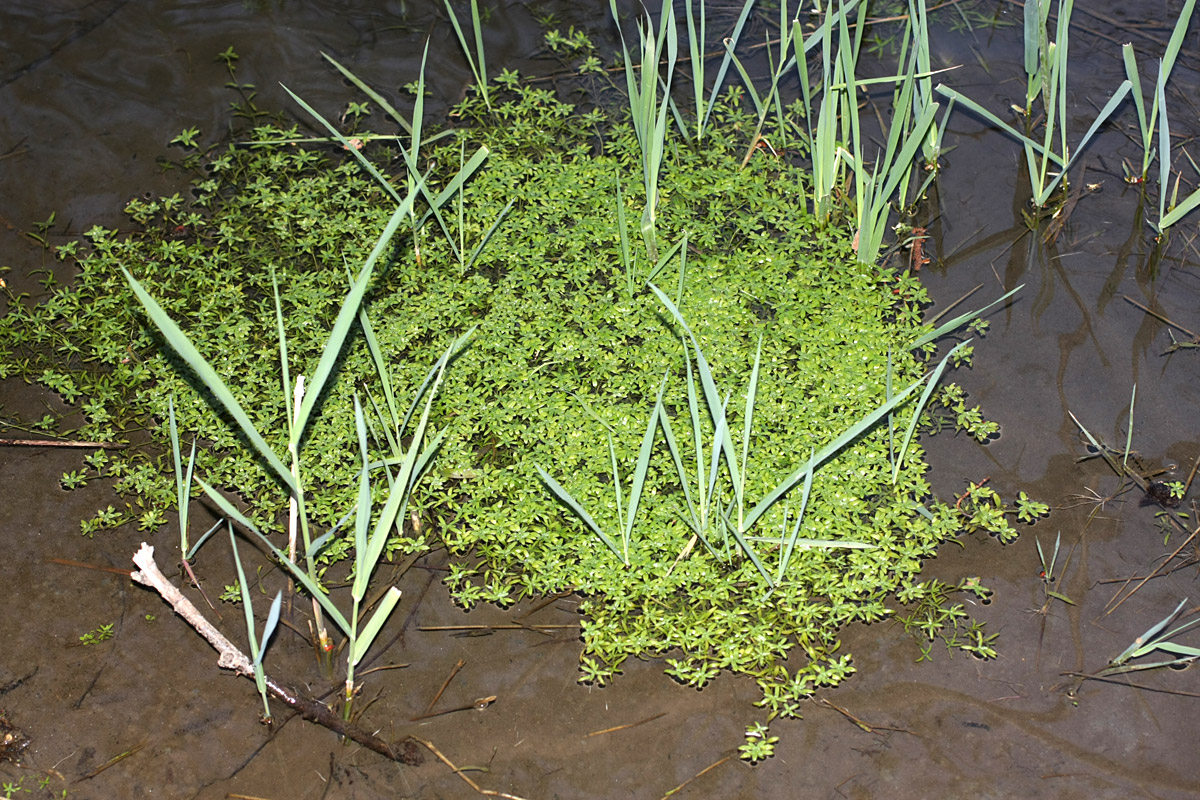 Image of Callitriche palustris specimen.